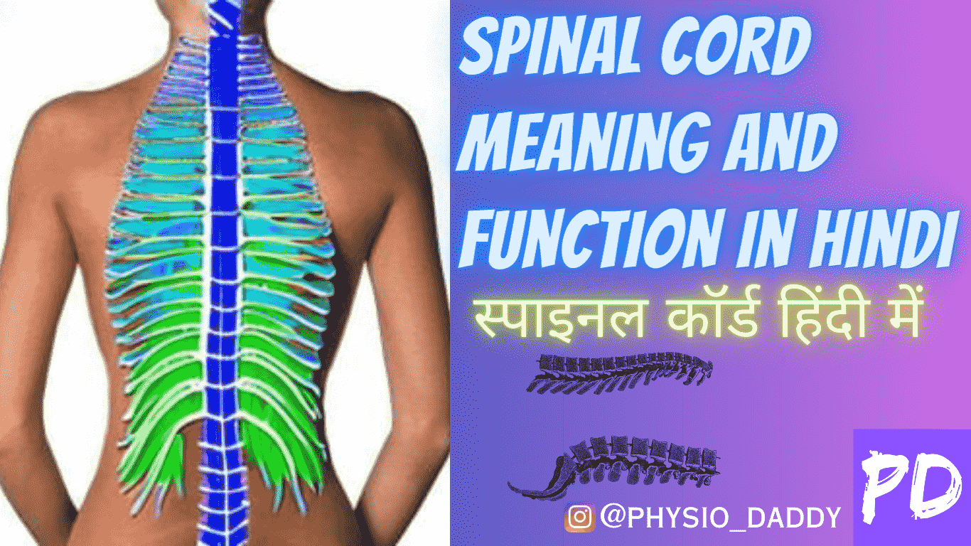 Spinal cord meaning and function in hindi - स्पाइनल कॉर्ड का मतलब?